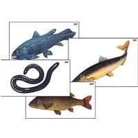 Модель-аппликация "Разнообразие низших и высших хордовых" (ламинированная) - «globural.ru» - Владимир