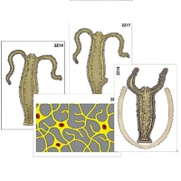 Модель-аппликация "Строение и размножение гидры" (ламинированная) - «globural.ru» - Владимир
