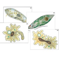 Модель-аппликация "Строение и разнообразие простейших" (ламинированная) - «globural.ru» - Владимир