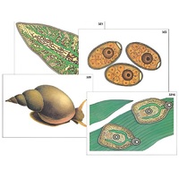 Модель-аппликация "Циклы развития печеночного сосальщика и бычьего цепня" (ламинированная) - «globural.ru» - Владимир
