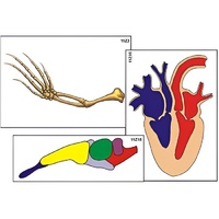 Модель-аппликация "Эволюция важнейших систем органов позвоночных" (ламинированная) - «globural.ru» - Владимир