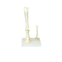 Модель "Скелет конечностей лошади и овцы" (на подставке) - «globural.ru» - Владимир