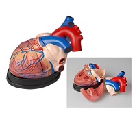 Модель сердца в разрезе (демонстрационная) - «globural.ru» - Владимир