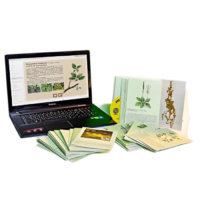 Гербарий натурально-интерактивный "Дикорастущие растения" - «globural.ru» - Владимир