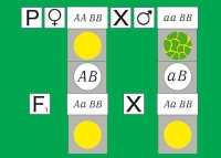 Модель-аппликация Дигибридное скрещивание. Законы Менделя. (набор из 84 карт) - «globural.ru» - Владимир