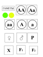 Модель-аппликация Моногибридное скрещивание и его цитологические основы - «globural.ru» - Владимир