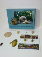 Коллекция "Раковины моллюсков" (вариант 2) - «globural.ru» - Владимир