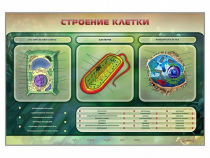 Электрифицированный стенд "Строение клетки" с маркерными полями - «globural.ru» - Владимир