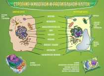 Стенд "Строение животной и растительной клеток" - «globural.ru» - Владимир