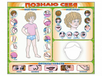Стенд маркерный "Познаю себя" (тело, голова, органы чувств) - «globural.ru» - Владимир