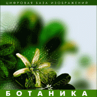 Ботаника. (Цифровая база изображений) - «globural.ru» - Владимир