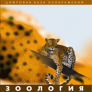 Зоология. (Цифровая база изображений) - «globural.ru» - Владимир