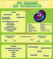 Стенд "От клетки до организма" - «globural.ru» - Владимир