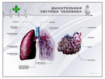 Стенд "Дыхательная система человека" - «globural.ru» - Владимир