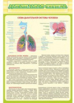 Стенд "Дыхательная система" - «globural.ru» - Владимир