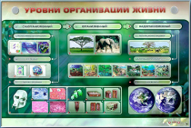 Электрифицированный стенд "Уровни организации жизни" - «globural.ru» - Владимир