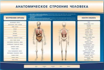 Электрифицированный стенд-тренажер c макетом скелета "Анатомическое строение человека" - «globural.ru» - Владимир