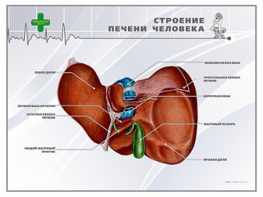 Стенд "Строение печени человека" - «globural.ru» - Владимир