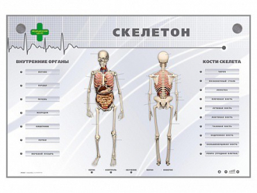 Электрифицированный стенд-тренажер "Скелетон" - «globural.ru» - Владимир