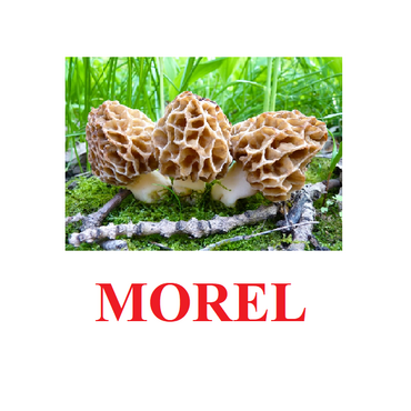 "Mushrooms" ("Грибы") английские карточки Домана - «globural.ru» - Владимир