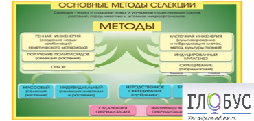 Стенд "Методы селекции и биотехнологии" - «globural.ru» - Владимир