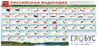 Стенд "Красная книга РФ" - «globural.ru» - Владимир