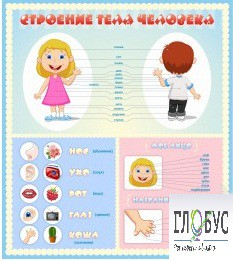 Стенд "Строение человека" для детей - «globural.ru» - Владимир